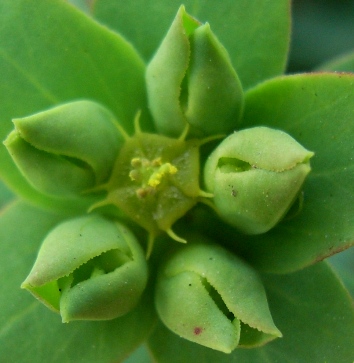 Euphorbia terracina